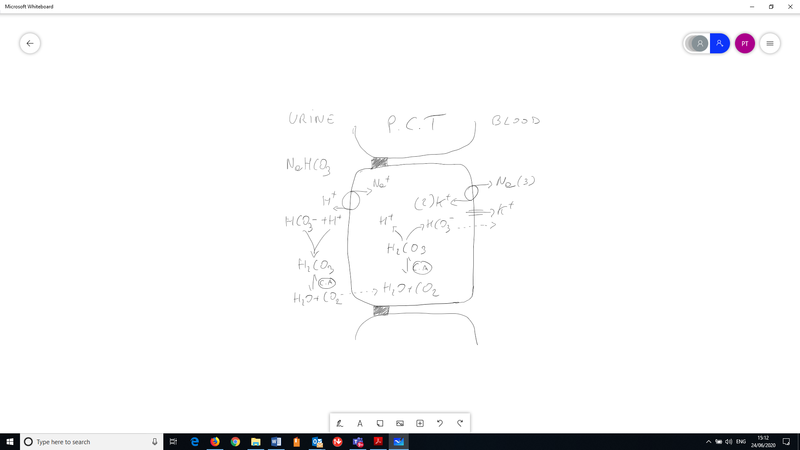 A whiteboard diagram depicting reactions that can take place in our kidneys.