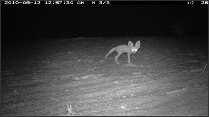 Photograph from a camera trap in Kenya showing a mammal at night eyes lit up by the flash. Photo prepared by Rajan Amin and Tim Wacher (Jan 2015).