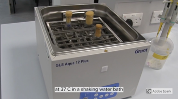 A still taken form the online lab used to model procedure, showing a water bath